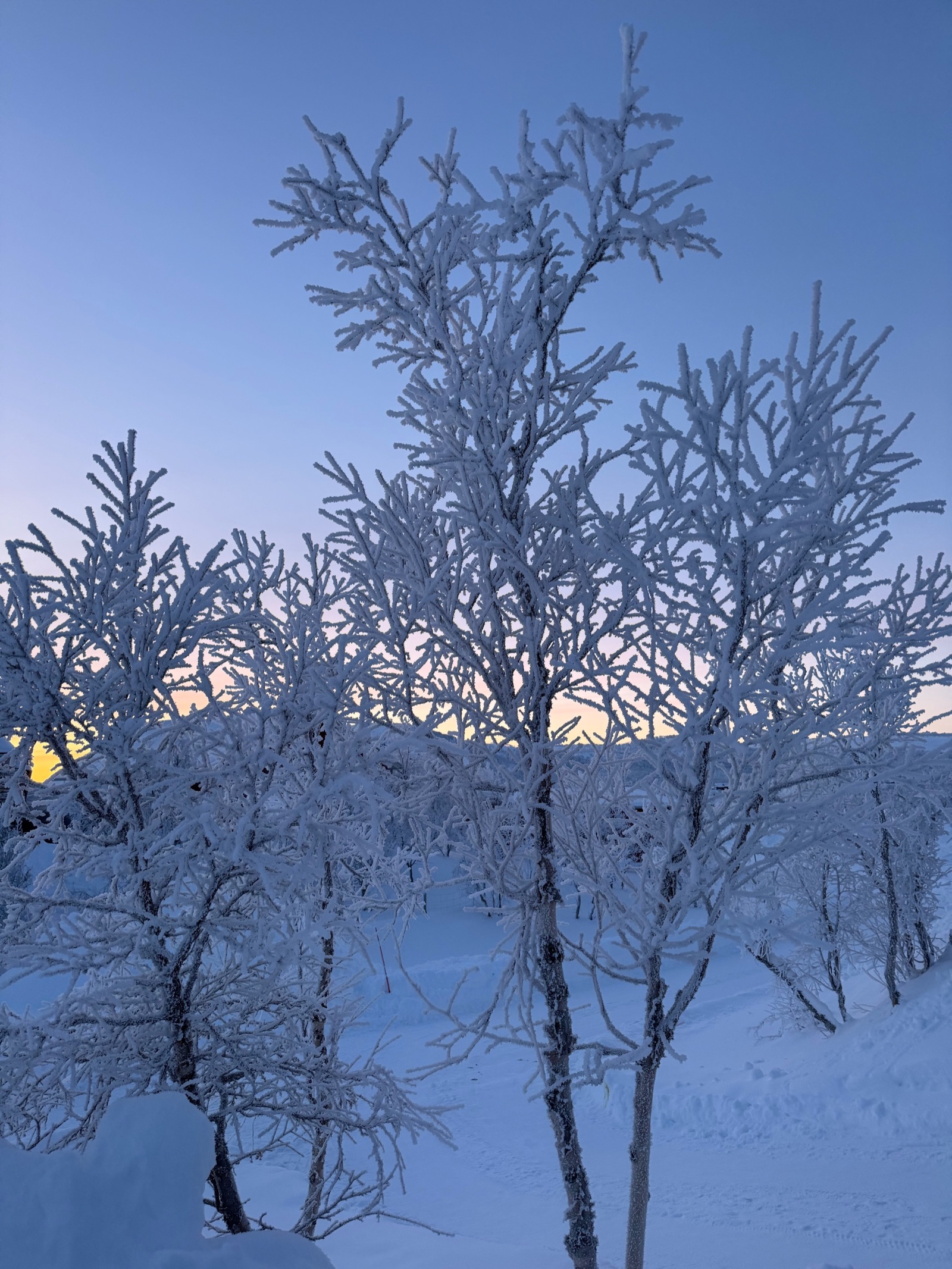 Raureif — mit Raureif überzogene Bäume in der blauen Stunde, Nord-Norwegen · Randlicht Fotografie